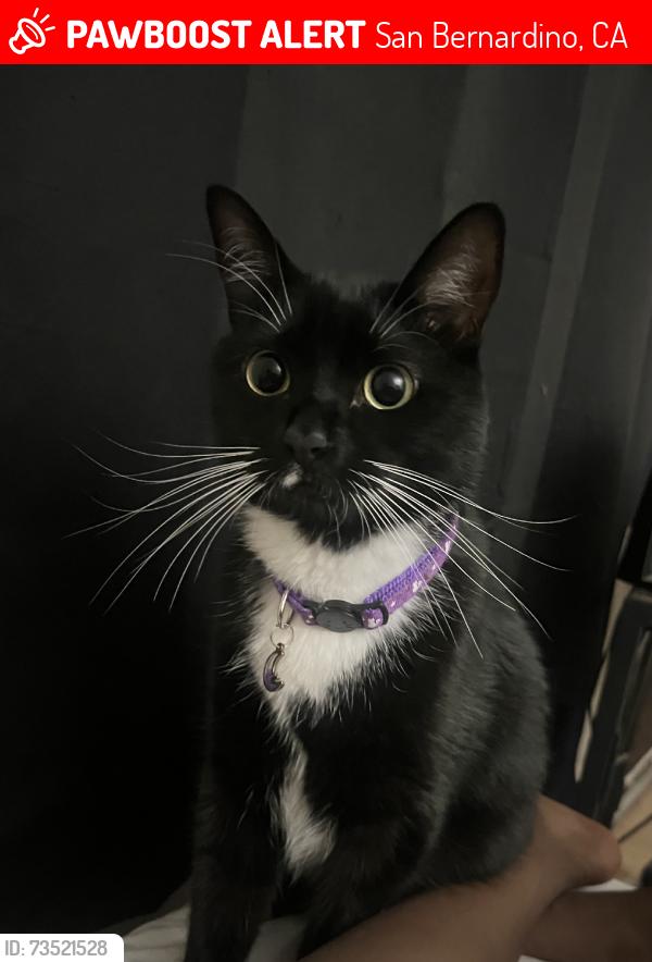 Lost Female Cat last seen By Spirit of texas area, San Bernardino, CA 92346