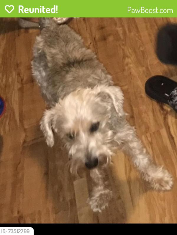 Reunited Male Dog last seen Anderson st, Greenville, SC 29611