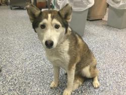 Shelter Stray Female Dog last seen CALLE JESSICA/ EL CENTRO WAY, 72050 Pet Land Pl, Thousand Palms, CA 92276, USA