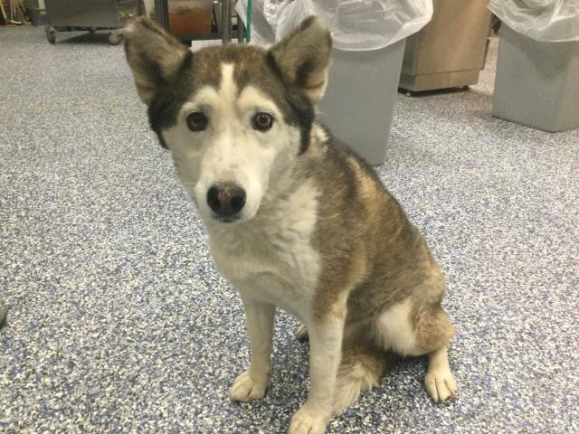 Shelter Stray Female Dog last seen CALLE JESSICA/ EL CENTRO WAY, 72050 Pet Land Pl, Thousand Palms, CA 92276, USA
