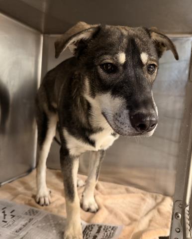 Shelter Stray Male Dog last seen , 957 N Gaffey St, San Pedro, CA 90731, USA