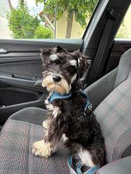 Reunited Male Dog last seen Near Eagle Ave, Virginia Beach, VA 23453