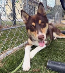 Shelter Stray Male Dog last seen , 11258 Garfield Ave, Downey, CA 90242, USA