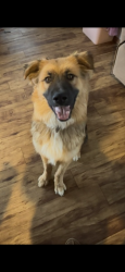Reunited Male Dog last seen Near, Fort Collins, CO 80525
