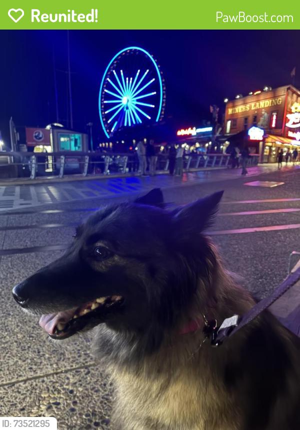 Reunited Female Dog last seen Downtown seattle, Seattle, WA 98144