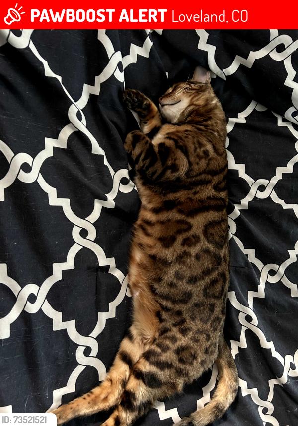 Lost Male Cat last seen Silverleaf, Loveland, CO 80538