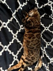 Lost Male Cat last seen Silverleaf, Loveland, CO 80538