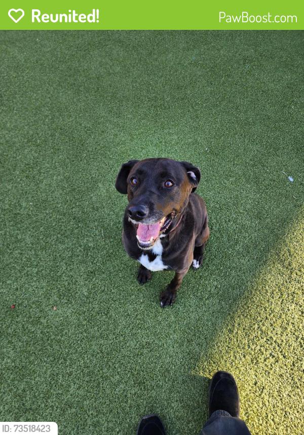 Reunited Female Dog last seen 61st and Don Hattan Drive (near Quiktrip), Park City, KS 67219