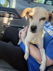Found/Stray Female Dog last seen Johnson Rd , Turlock, Turlock, CA 95380