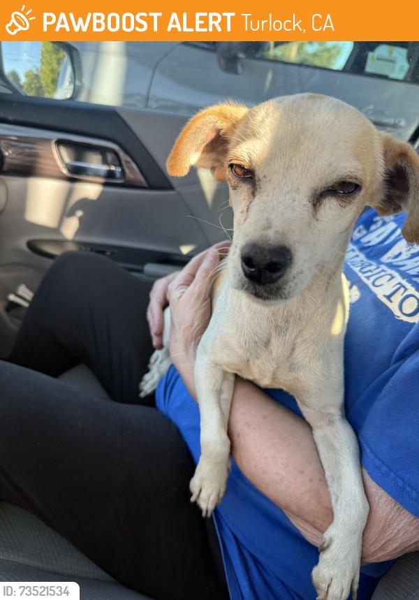 Found/Stray Female Dog last seen Johnson Rd , Turlock, Turlock, CA 95380