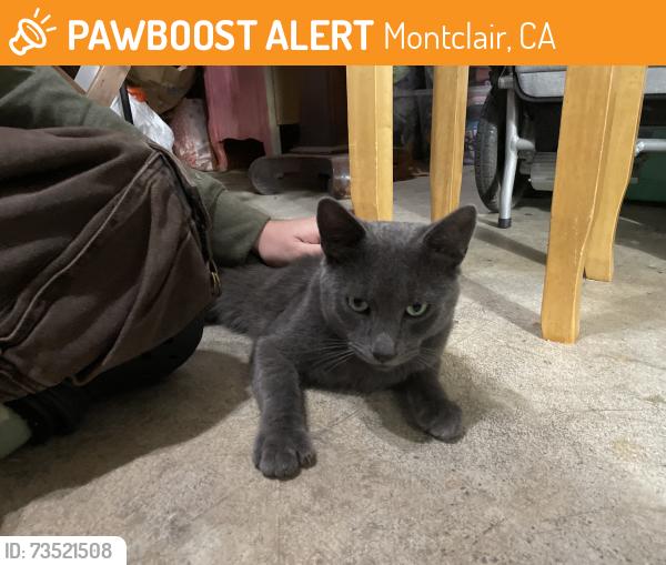 Found/Stray Male Cat last seen San Jose and Mills, Montclair, CA 91763