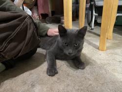 Found/Stray Male Cat last seen San Jose and Mills, Montclair, CA 91763