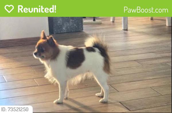 Reunited Female Dog last seen Near sw 111th st Oklahoma city, Oklahoma City, OK 73170