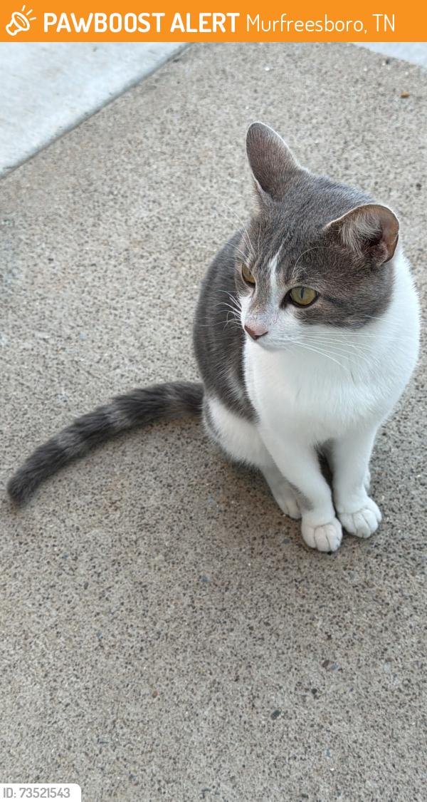 Found/Stray Male Cat last seen E Sevier st Murfreesboro, Murfreesboro, TN 37130