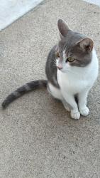 Found/Stray Male Cat last seen E Sevier st Murfreesboro, Murfreesboro, TN 37130