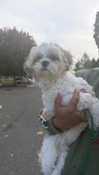 Reunited Male Dog last seen Near Military Rd S, SeaTac, WA, SeaTac, WA 98188