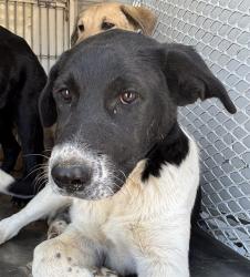 Shelter Stray Female Dog last seen Near BLOCK GREGORY DR, MOJAVE CA 93501, 3951 Fruitvale Ave, Bakersfield, CA 93308, USA