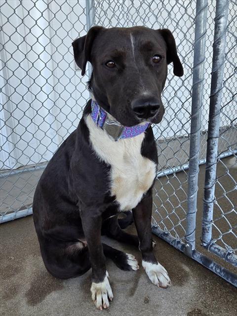 Shelter Stray Female Dog last seen Near BLOCK 24TH ST, BAKERSFIELD CA 93301, 3951 Fruitvale Ave, Bakersfield, CA 93308, USA