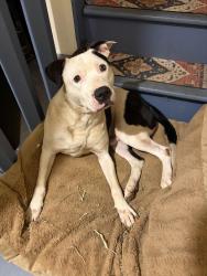Found/Stray Male Dog last seen 10th and Stirling, Coatesville PA, Coatesville, PA 19320