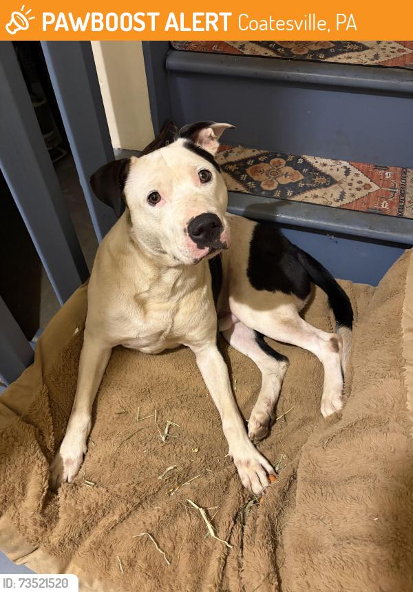 Found/Stray Male Dog last seen 10th and Stirling, Coatesville PA, Coatesville, PA 19320