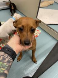 Shelter Stray Female Dog last seen A ST, 16 Barnes Ct, Hayward, CA 94544, USA