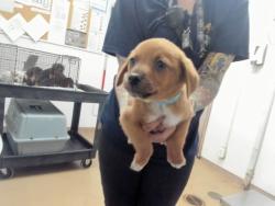 Shelter Stray Male Dog last seen A ST, 16 Barnes Ct, Hayward, CA 94544, USA