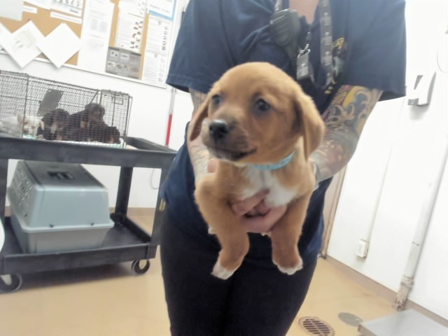 Shelter Stray Male Dog last seen A ST, 16 Barnes Ct, Hayward, CA 94544, USA