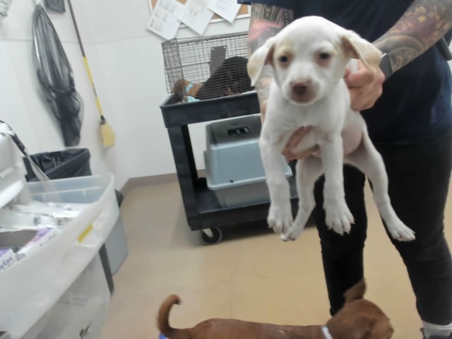 Shelter Stray Male Dog last seen A ST, 16 Barnes Ct, Hayward, CA 94544, USA