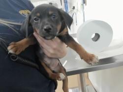 Shelter Stray Female Dog last seen A ST, 16 Barnes Ct, Hayward, CA 94544, USA