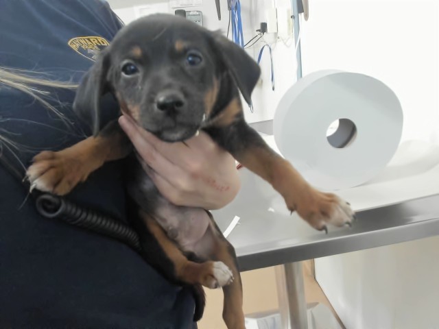 Shelter Stray Female Dog last seen A ST, 16 Barnes Ct, Hayward, CA 94544, USA