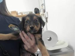 Shelter Stray Male Dog last seen A ST, 16 Barnes Ct, Hayward, CA 94544, USA