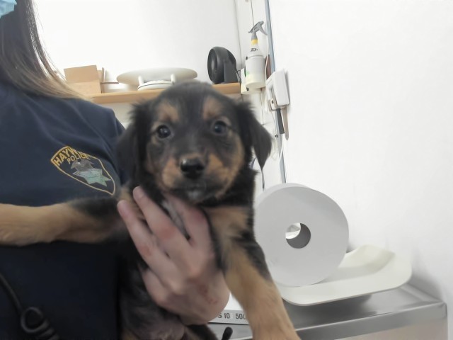 Shelter Stray Male Dog last seen A ST, 16 Barnes Ct, Hayward, CA 94544, USA