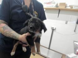 Shelter Stray Female Dog last seen A ST, 16 Barnes Ct, Hayward, CA 94544, USA