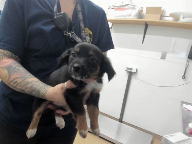 Shelter Stray Female Dog last seen A ST, 16 Barnes Ct, Hayward, CA 94544, USA