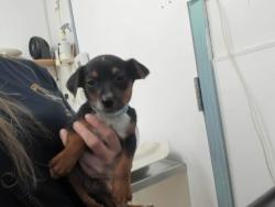 Shelter Stray Male Dog last seen A ST, 16 Barnes Ct, Hayward, CA 94544, USA