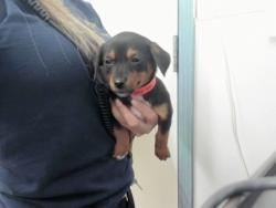 Shelter Stray Female Dog last seen A ST, 16 Barnes Ct, Hayward, CA 94544, USA