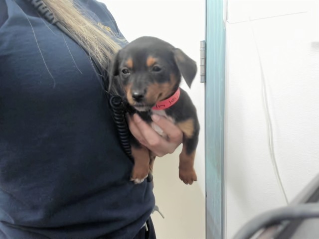 Shelter Stray Female Dog last seen A ST, 16 Barnes Ct, Hayward, CA 94544, USA