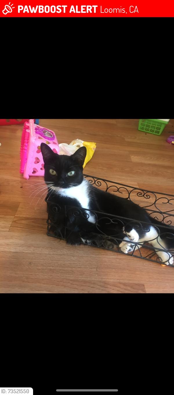 Lost Female Cat last seen S Colvin and king, Loomis, CA 95650