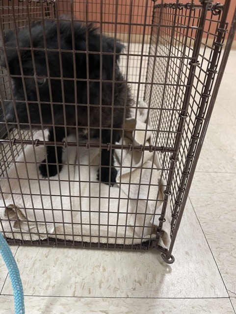Shelter Stray Female Dog last seen SOUTH HAYWARD BART, 16 Barnes Ct, Hayward, CA 94544, USA