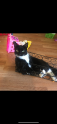 Lost Female Cat last seen S Colvin and king, Loomis, CA 95650