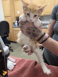 Shelter Stray Male Cat last seen PRAIRIE CITY RD at WILLARD DR, Folsom, CA, 6201 Florin Perkins Rd, Sacramento, CA 95828, USA