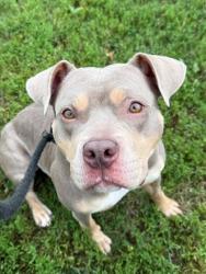 Shelter Stray Female Dog last seen Near Mariban ct, 21225, MD, 2490 Giles Rd, Baltimore, MD 21225, USA