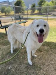 Shelter Stray Male Dog last seen , East District, TX, 355 Hillshire Dr, Haslet, TX 76052, USA