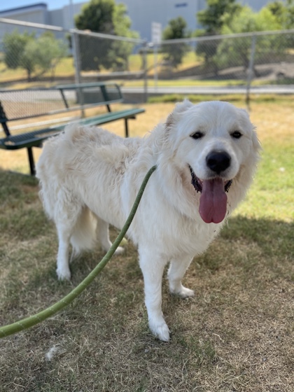 Shelter Stray Male Dog last seen , East District, TX, 355 Hillshire Dr, Haslet, TX 76052, USA