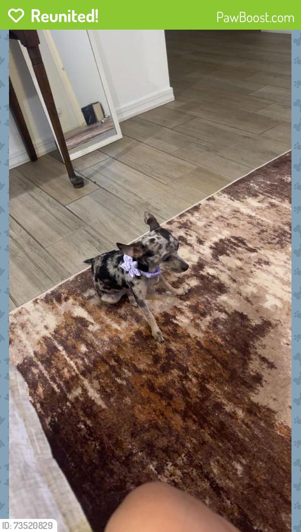Reunited Female Dog last seen Near e static ave, Mesa, AZ 85212