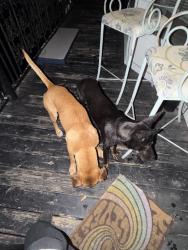 Reunited Male Dog last seen Austin St, Houston, TX, USA, Houston, TX 77002