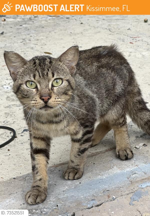 Found/Stray Unknown Cat last seen Michigan Avenue, Kissimmee, FL 34744