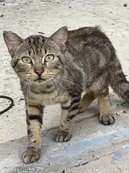 Found/Stray Unknown Cat last seen Michigan Avenue, Kissimmee, FL 34744