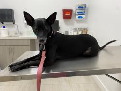 Reunited Female Dog last seen Near SW 139 PL, Miami, FL 33177