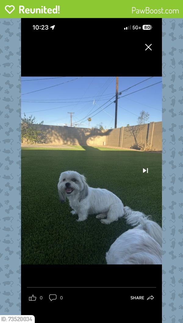 Reunited Female Dog last seen University Dr between Dobson and Alma school, Mesa, AZ 85201